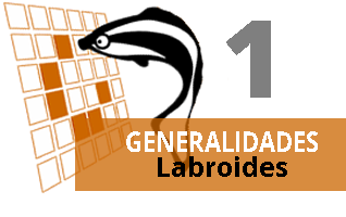 Generalidades de Labroides 